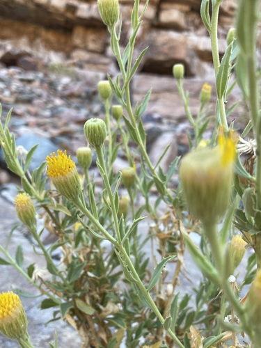 Image of Pegolettia oxyodonta by (c) Matt Berger, some rights reserved (CC BY)