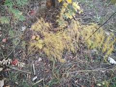 Asparagus officinalis