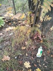 Asparagus officinalis