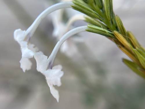 Image of Chascanum garipense by (c) Matt Berger, some rights reserved (CC BY)