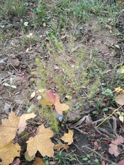 Asparagus officinalis