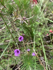 Thysanotus patersonii