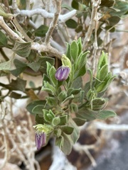 Monechma mollissimum