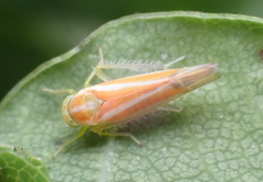 Alebra albostriella
