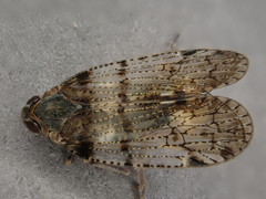 Cixius nervosus