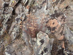 Chamaerhodos grandiflora