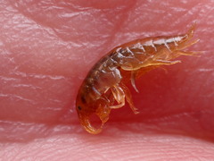 Gammarus pulex