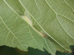 Phyllonorycter nicellii