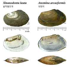 Anemina arcaeformis image
