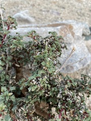 Forsskaolea