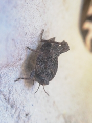 Tetrix nodulosa