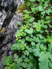 Chrysosplenium serreanum
