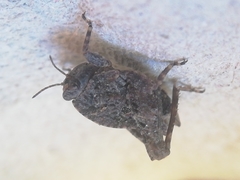 Tetrix nodulosa