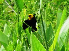 Chrysomus icterocephalus bogotensis