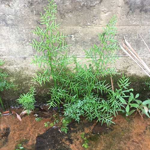 Ceratopteris thalictroides