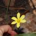 Moraea pyrophila - Photo (c) Brian du Preez, algunos derechos reservados (CC BY-SA), uploaded by Brian du Preez