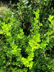 Buxus