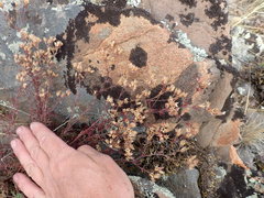 Chamaerhodos grandiflora