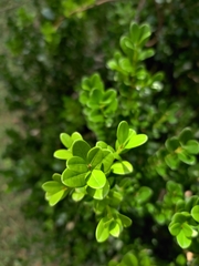 Buxus
