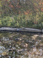 Ardea herodias