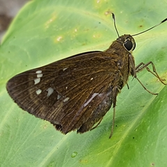 Pelopidas assamensis