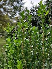 Buxus