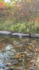 Ardea herodias