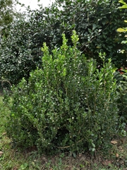 Buxus