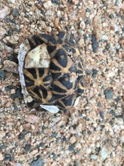 Psammobates tentorius