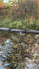 Ardea herodias