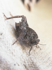 Tetrix nodulosa