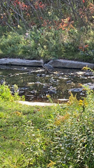 Ardea herodias