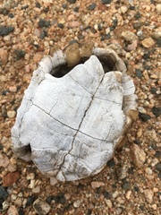 Psammobates tentorius