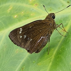 Pelopidas assamensis