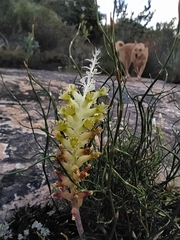 Lachenalia orchioides