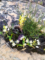 Lachenalia orchioides