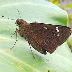 Pelopidas assamensis