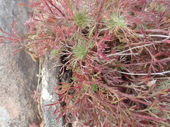 Chamaerhodos grandiflora