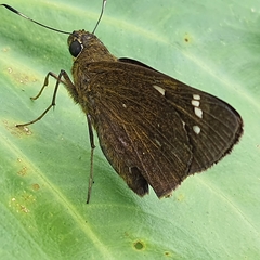 Pelopidas assamensis