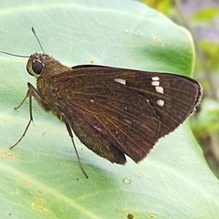 Pelopidas assamensis