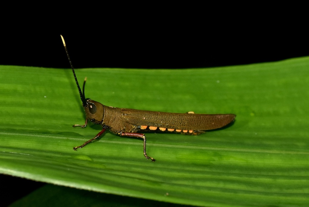 Copiocera surinamensis