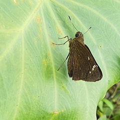 Pelopidas assamensis