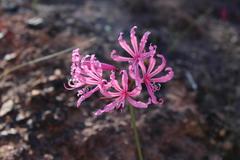 Nerine humilis