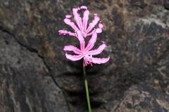 Nerine humilis