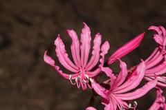 Nerine humilis
