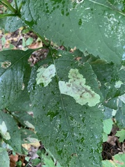 Calycomyza flavinotum