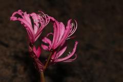Nerine humilis