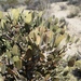 Jojoba - Photo (c) J Brew, some rights reserved (CC BY-SA), uploaded by J Brew