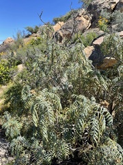 Melianthus pectinatus