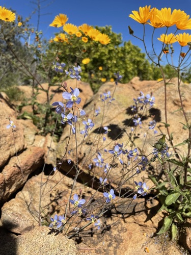 Image of Heliophila lactea by (c) Matt Berger, some rights reserved (CC BY)
